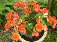 begonien_1406.webp