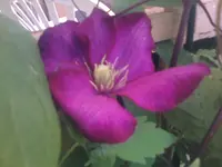Clematis1 - 08.06.2010.webp