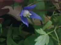 Clematis2 - 08.06.2010.webp