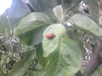 Marienkäfersex in meinem Apfelbaum.webp