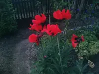Mohn - 08.06.2010.webp