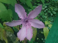neue Clematisblüte - 10.06.2010.webp
