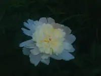 Pumpelrosenblüte - 08.06.2010.webp