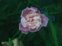 Pumpelrosenblüte rosa - 08.06.2010.webp