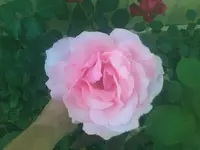 Rose1 - 12.06.2010.webp