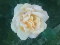 Rose2 - 12.06.2010.webp
