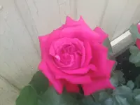 Rose4 - 12.06.2010.webp