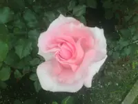 Rose5 - 12.06.2010.webp