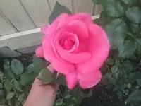 Rose6 - 12.06.2010.webp