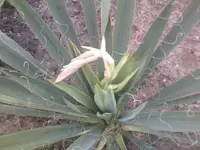 Yuccaknospe - 11.06.2010.webp