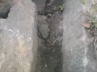 Kröte in meinem Garten.webp