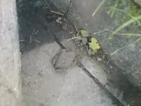 Kröte2 in meinem Garten.webp