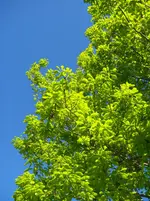 IMGP3213.webp