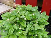 IMGP3237.webp