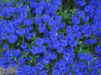CIMG5981.webp