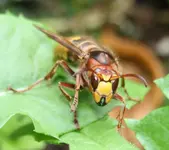 Hornissen Königin (3).webp