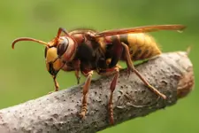 Hornissen Königin (2).webp