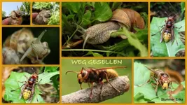 Weggesellen [640x480].webp