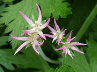 P1020430.webp