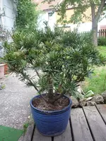 baum1.webp