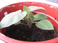 Physalis 14.06.2010.webp