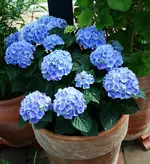 blaue Hortensie blüht.webp