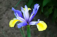 blau-gelbe Iris.webp