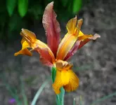 braun-gelbe Iris.webp