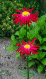 bunte Margerite.webp