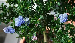 Ceanothus blüht.webp
