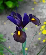 dunkle Iris.webp