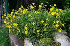 Mauer vorn.webp