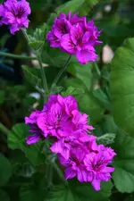 pinkfarbene Hochstammgeranie.webp