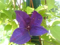 Garten 140610 001.webp