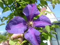 Garten 140610 002.webp