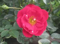 031.webp