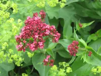 010.webp