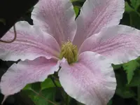013.webp