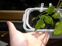 Paprika.webp
