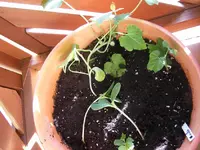 Zuchini.webp
