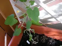 Zuchini2.webp