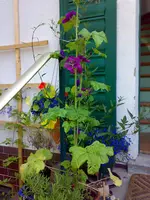 01072009119.webp