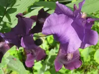 033.webp