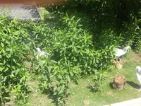HPIM4708.webp