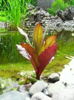 SDC10622.webp