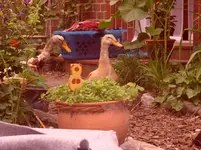 Garten 011.webp