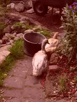 Garten 017.webp