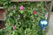 DSC03113.webp