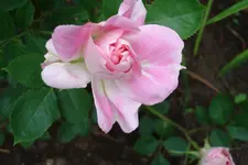 DSC02994.webp