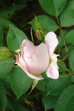 DSC02995.webp